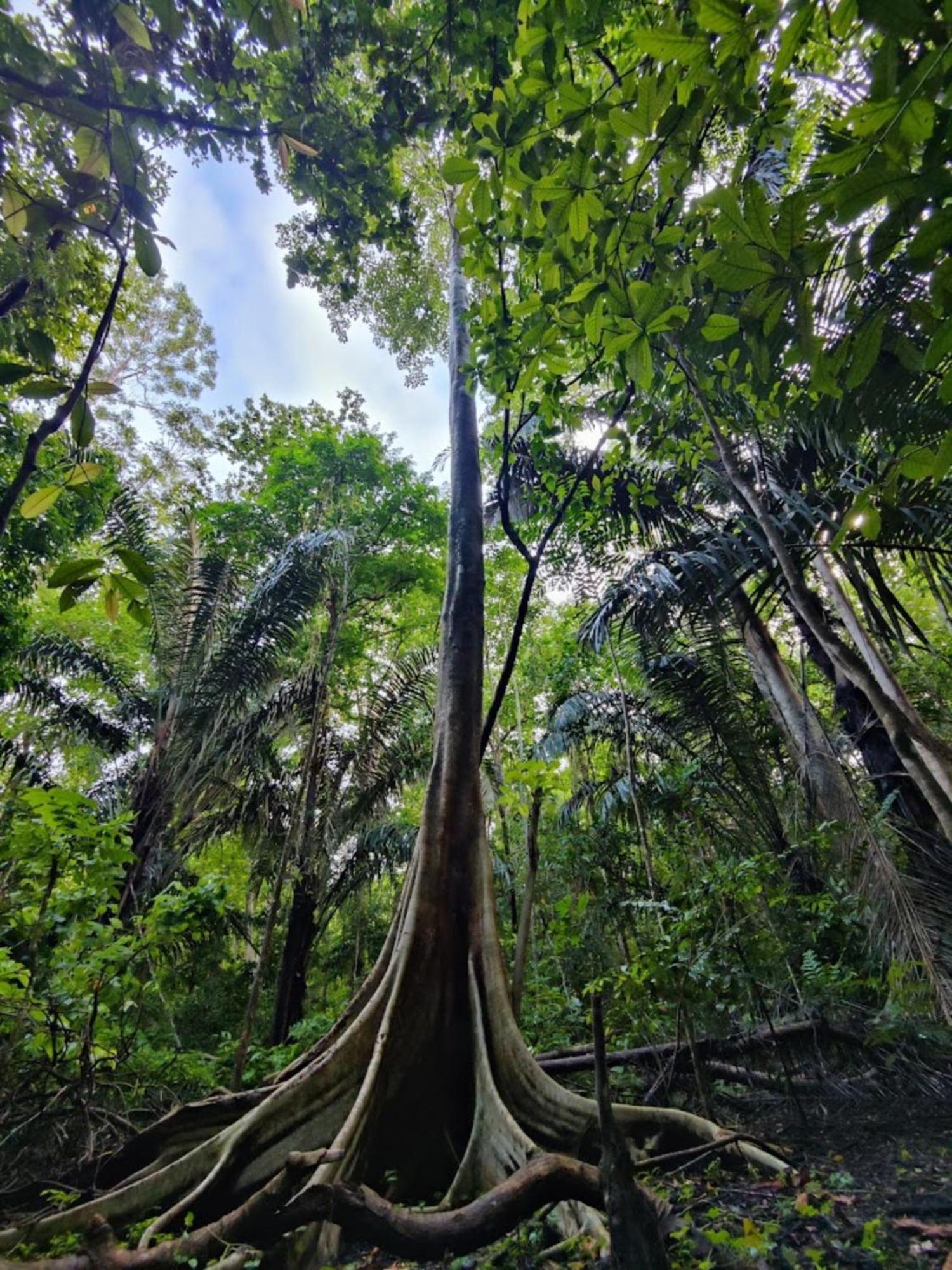 Hotel Tangkoko Macaca Rinondoran Esterno foto