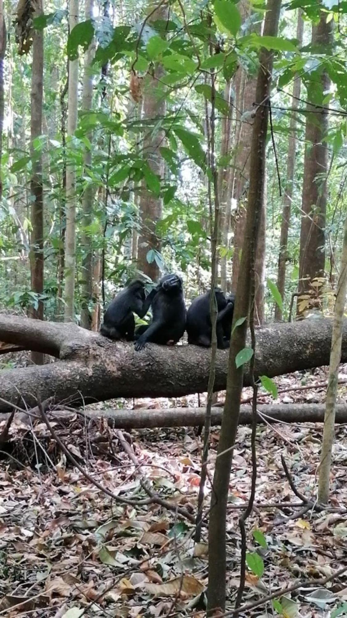 Hotel Tangkoko Macaca Rinondoran Esterno foto